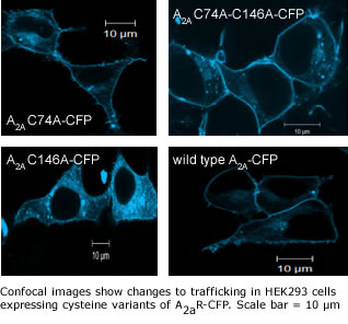 Confocal images show changes to trafficking in HEK293 cells expressing cysteine variants of A2aR-CFP. Scale bar = 10 m